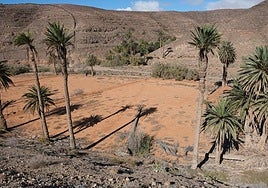 Palmeral de la Madre del Agua, con un ejemplar caído en la gavia.
