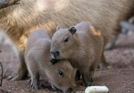 La capibara es el roedor más grande del mundo.