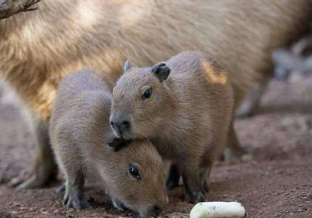 La capibara es el roedor más grande del mundo.