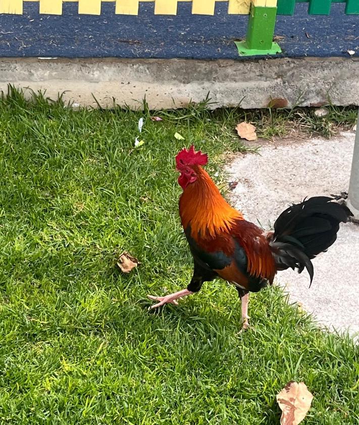 Imagen secundaria 2 - Los vecinos también denuncian la presencia de gatos y roedores en las antiguas canchas de tenis, así como de gallos en el parque.