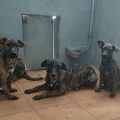 Perros abandonados en Pozo Izquierdo.