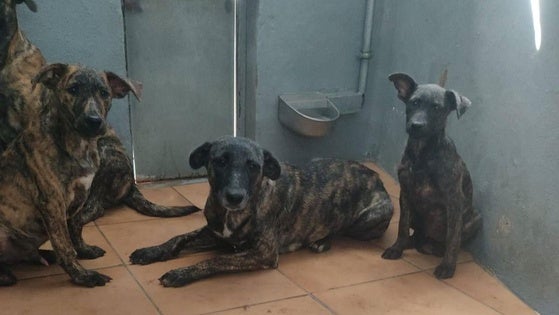 Perros abandonados en Pozo Izquierdo.