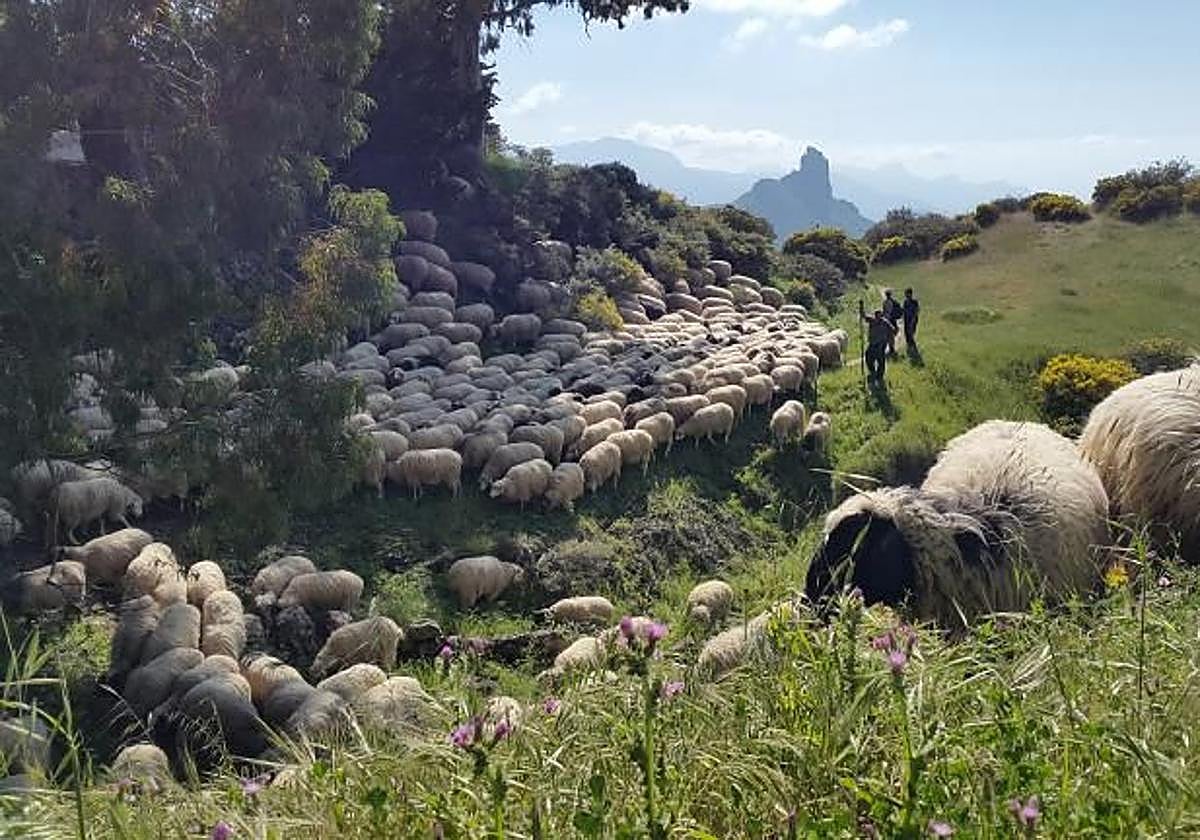 Un rebaño de ovejas conducido por varios pastores en las cumbres de Gran Canaria.