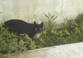Un gato asilvestrado tras cazar a un pájaro.