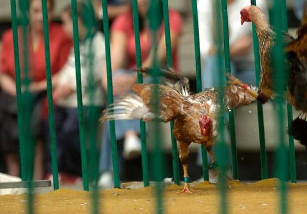 Un gallo en una pelea (imagen de archivo).