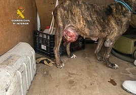 Imagen del estado del can maltratado.