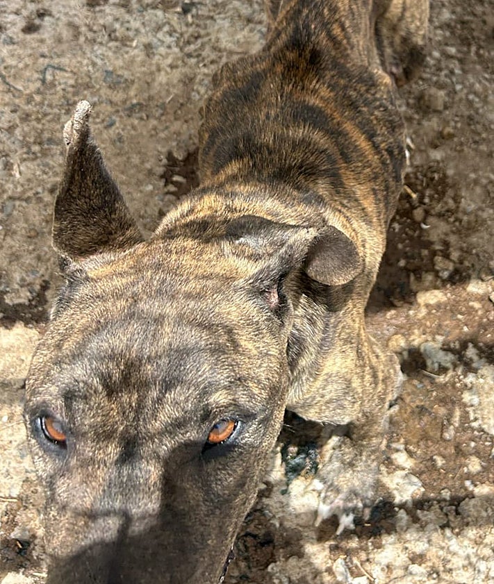 Imagen secundaria 2 - Imagen del estado del can maltratado