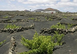 Actividad en una finca de La Geria dedicada habitualmente a la viticultura.