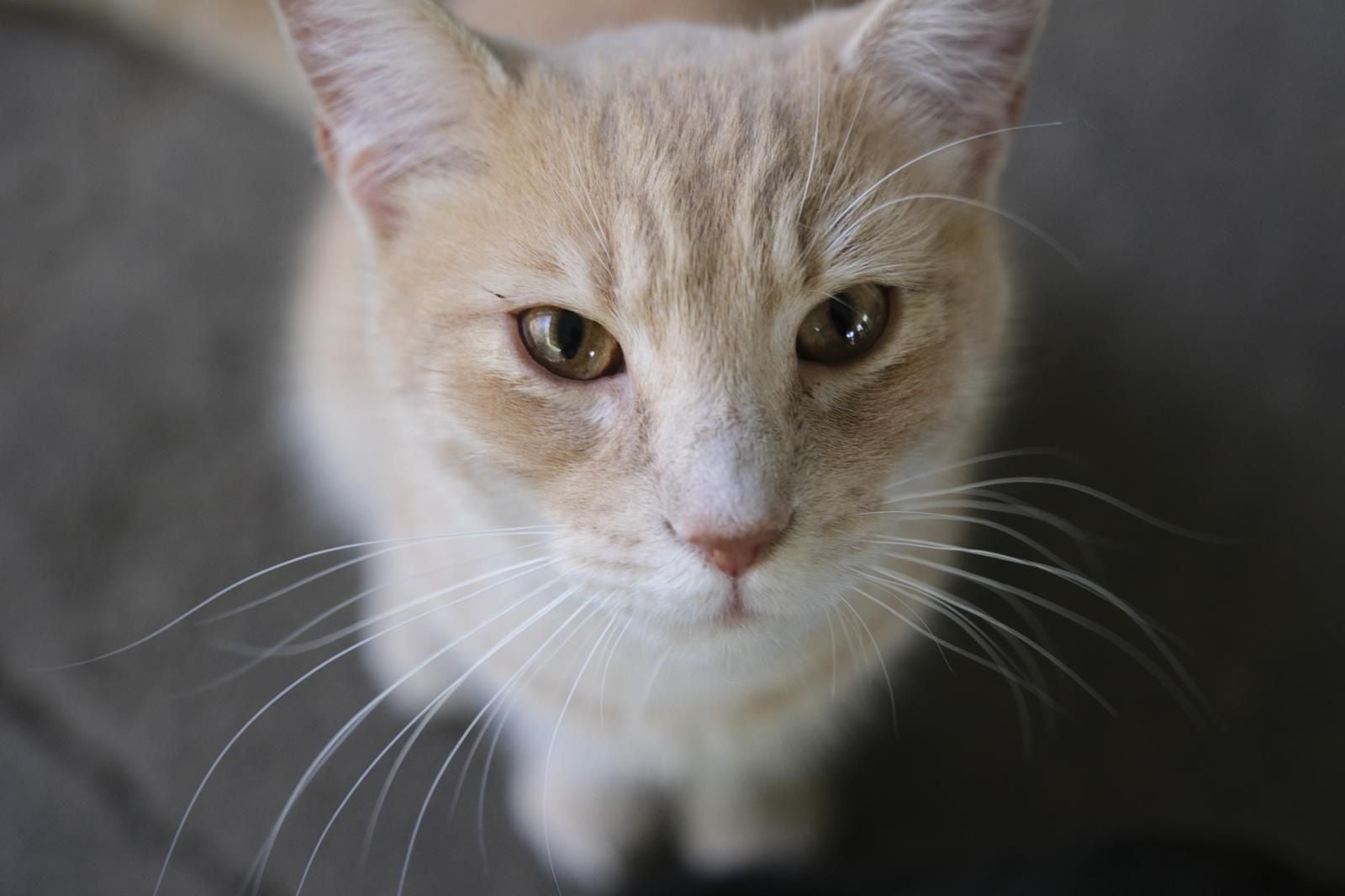 Visita por el Centro de Protección Animal de Santa Lucía de Tirajana
