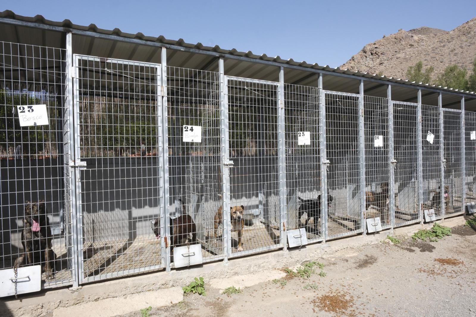 Visita por el Centro de Protección Animal de Santa Lucía de Tirajana