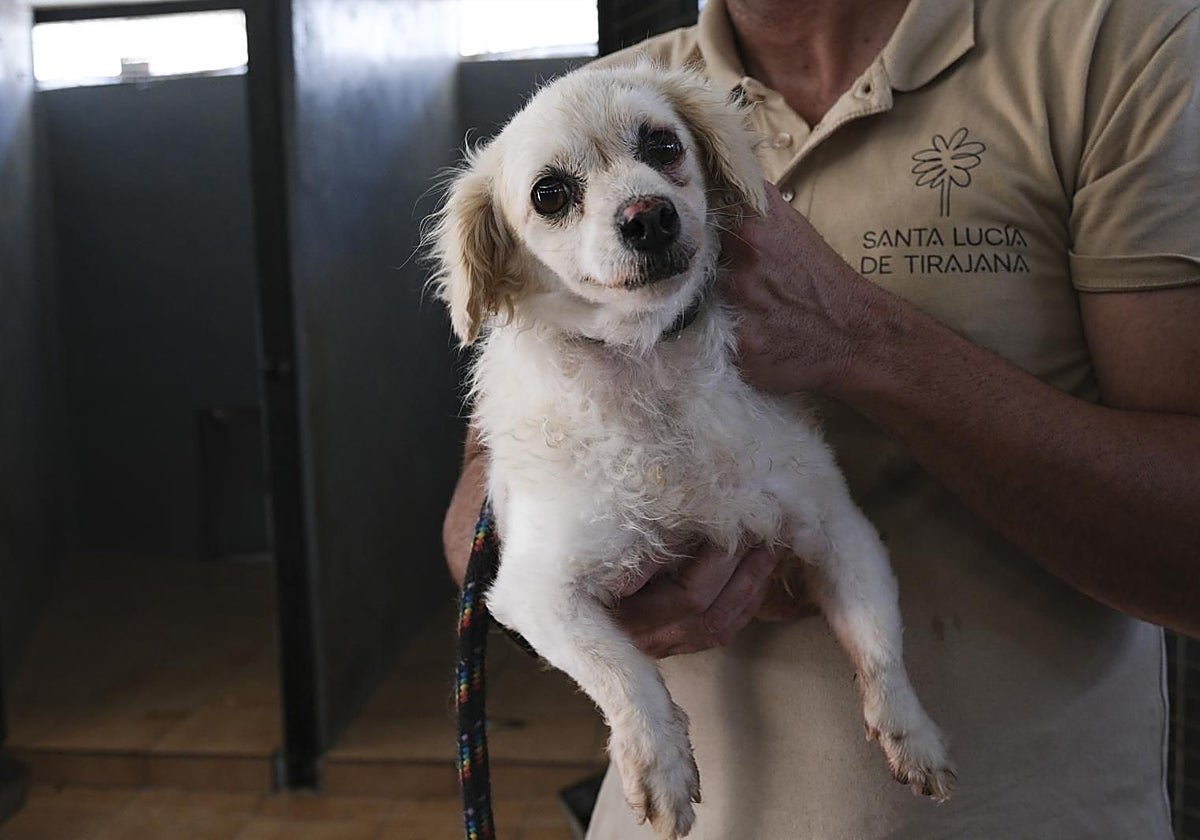 Visita por el Centro de Protección Animal de Santa Lucía de Tirajana