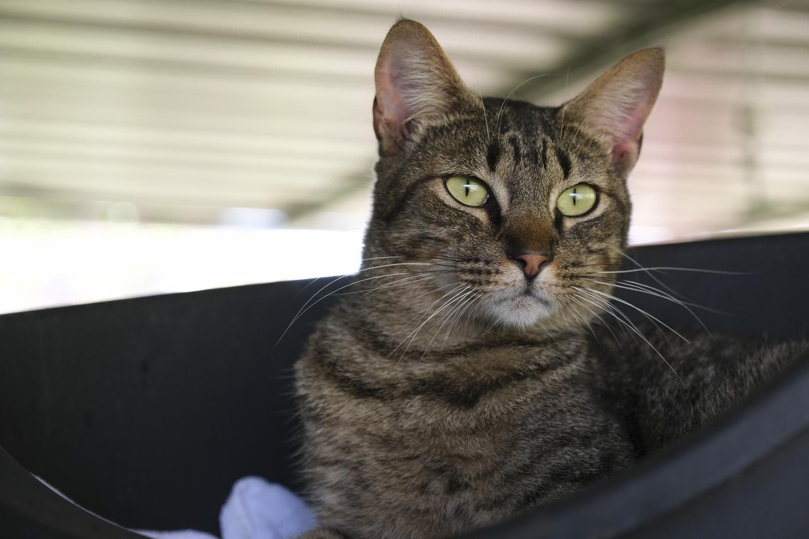 Visita por el Centro de Protección Animal de Santa Lucía de Tirajana