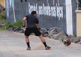 Imagen de un operario atrapando gallos en La Paterna.