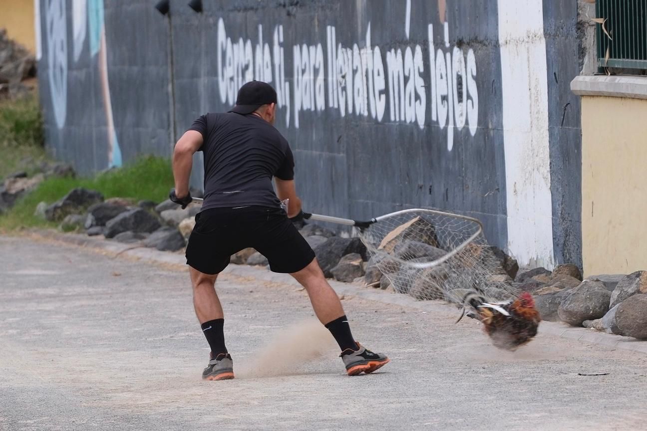 Imagen de un operario atrapando gallos en La Paterna.