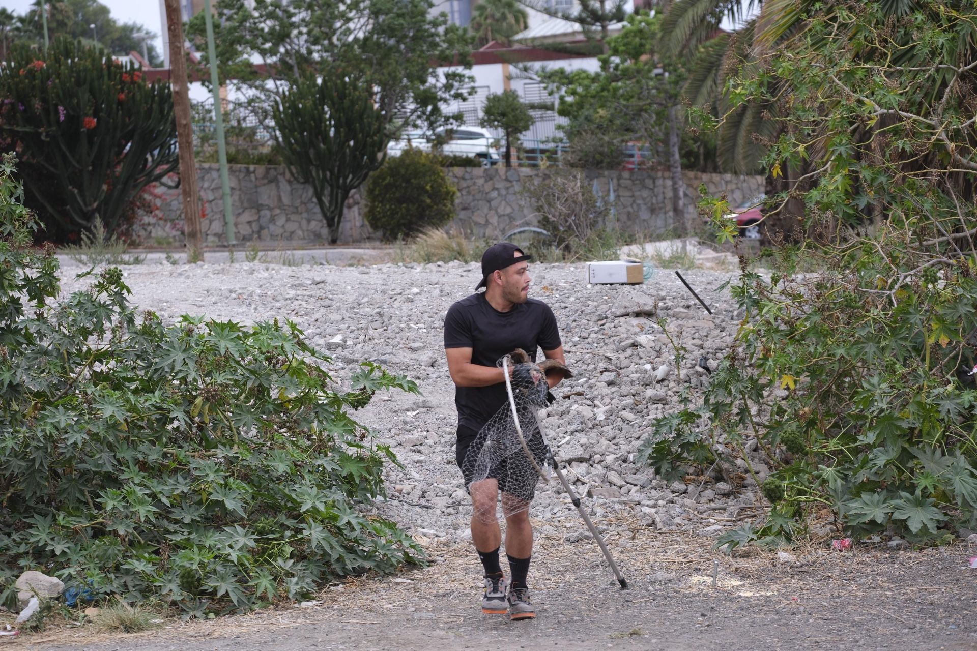 Así fue la retirada de gallos y gallinas de La Paterna