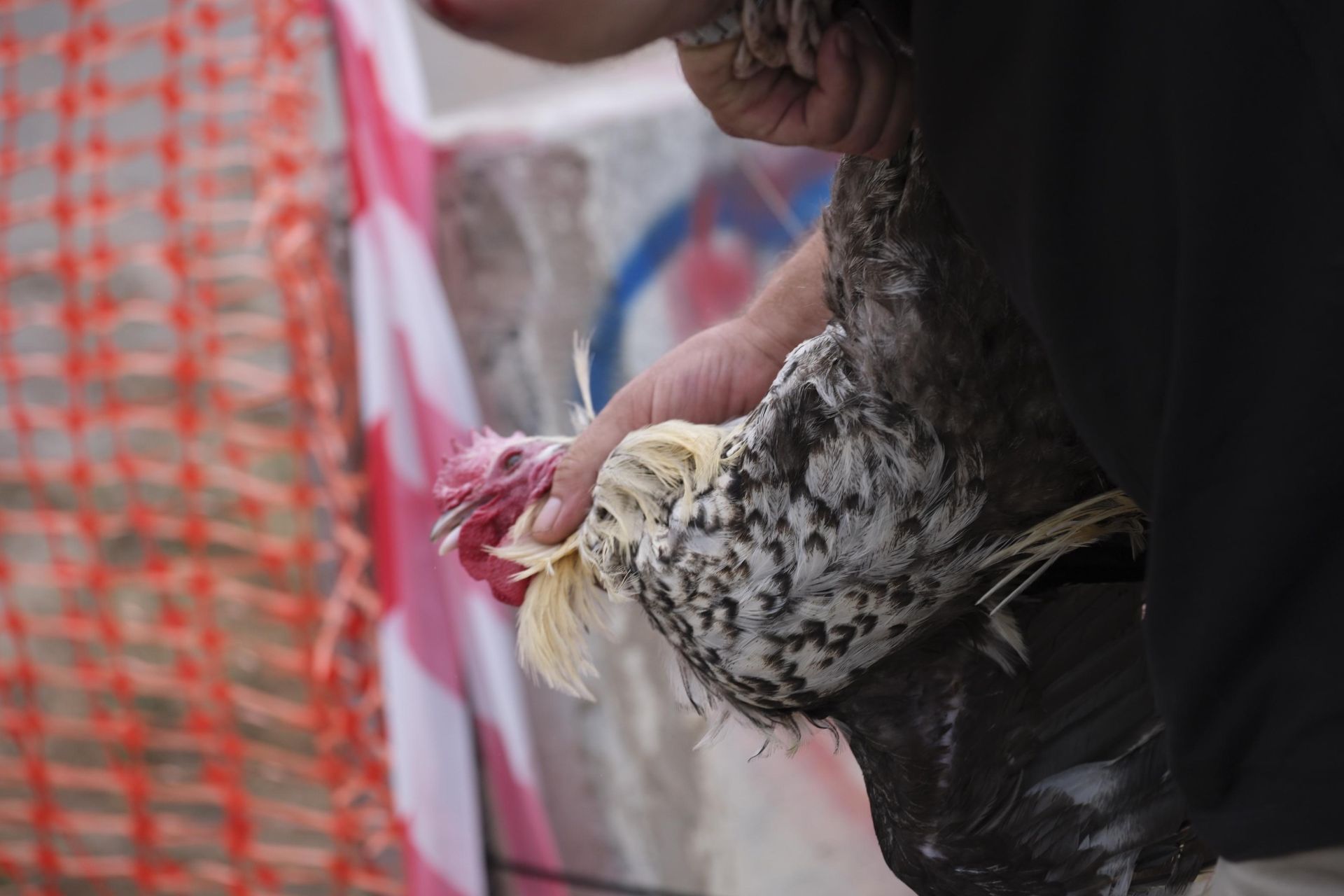 Así fue la retirada de gallos y gallinas de La Paterna