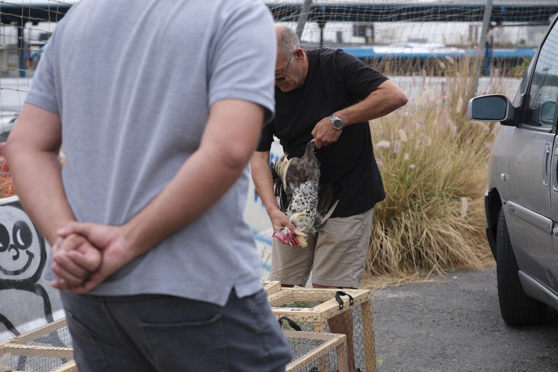 Así fue la retirada de gallos y gallinas de La Paterna