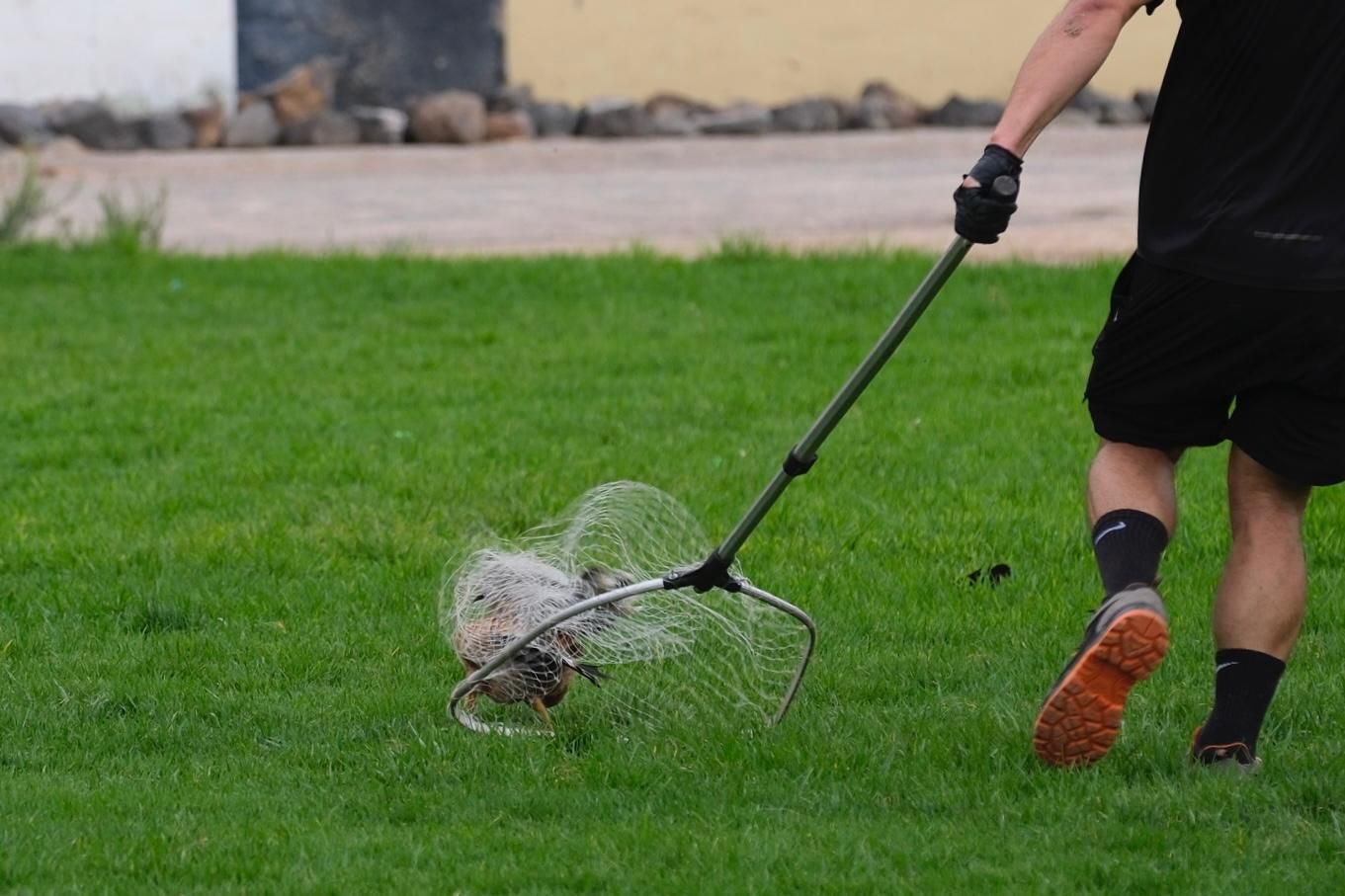 Así fue la retirada de gallos y gallinas de La Paterna