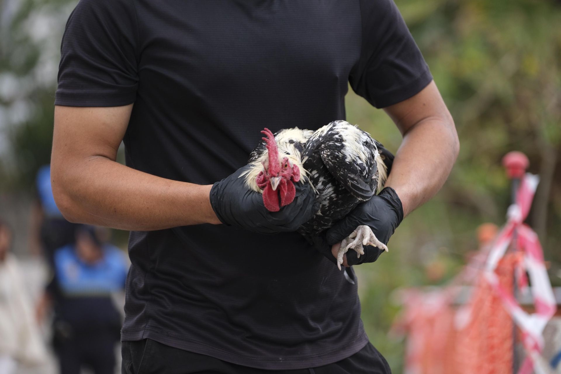 Así fue la retirada de gallos y gallinas de La Paterna