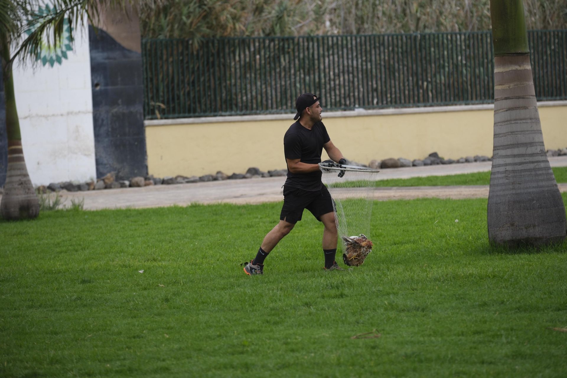 Así fue la retirada de gallos y gallinas de La Paterna
