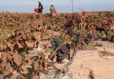 Ojos abiertos ante la posibilidad de entrada de la filoxera en la vid de Fuerteventura
