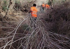 Los operarios de Gesplan retiran los restos vegetales del cauce del barranco situado en el municipio de Betancuria.
