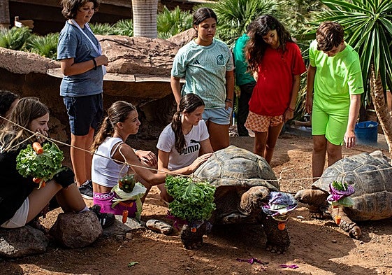 Las alumnas y los alumnos del Oasis Camp 2025 dan de comer a las tortugas gigantes.