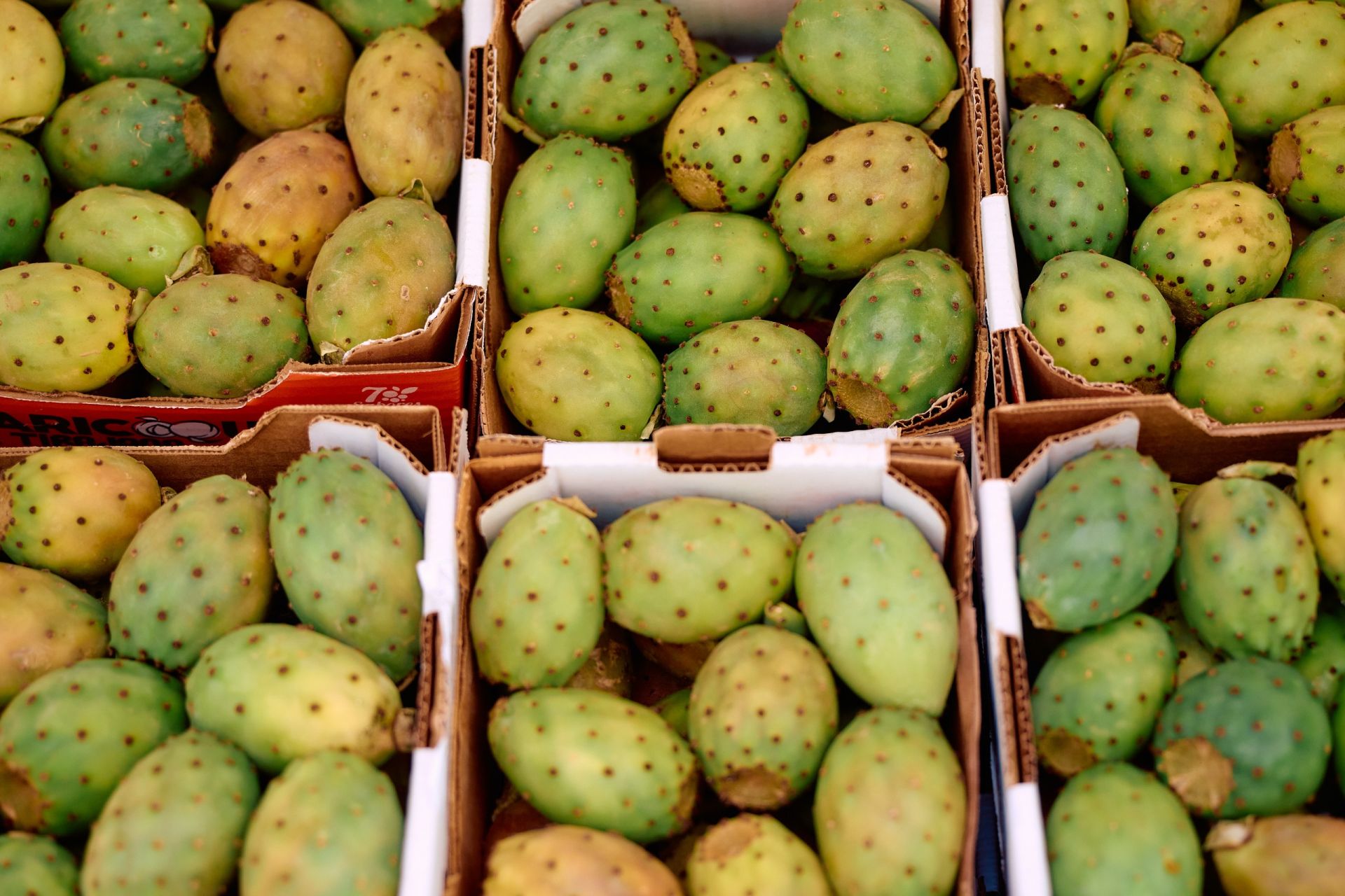 Sabor grancanario a la sombra de 2.000 paraguas