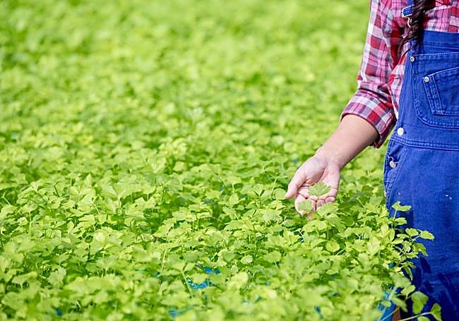 El perejil no se solo decoración