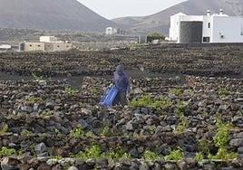 Actividad de vendimia en el tramo final de la pasada semana.