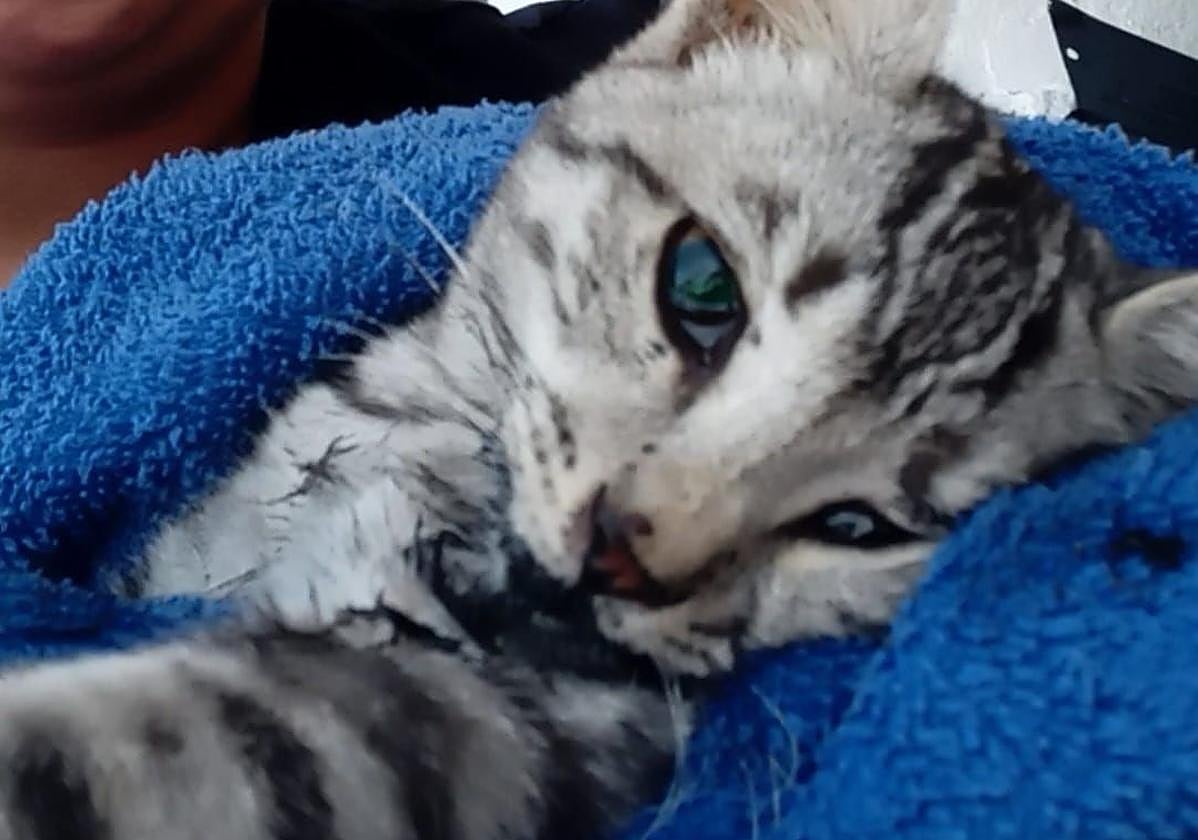 Uno de los últimos gatos envenenados, que murió horas después.