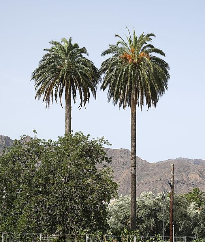 Imagen secundaria 2 - 1. Fachada de la Iglesia de Santa Lucía. 2. Una de las empinadas calles del casco antiguo del pueblo de Santa Lucía. 3. Un palmeral cercano al casco del pueblo de Santa Lucía. 