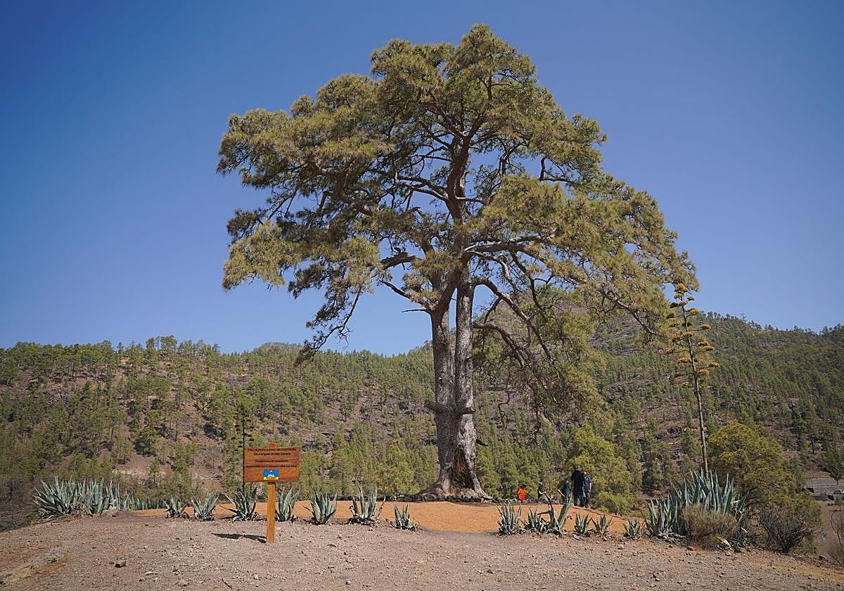 El Pino Bonito de la presa de Las Niñas tiene una edad estimada de más de 380 años.