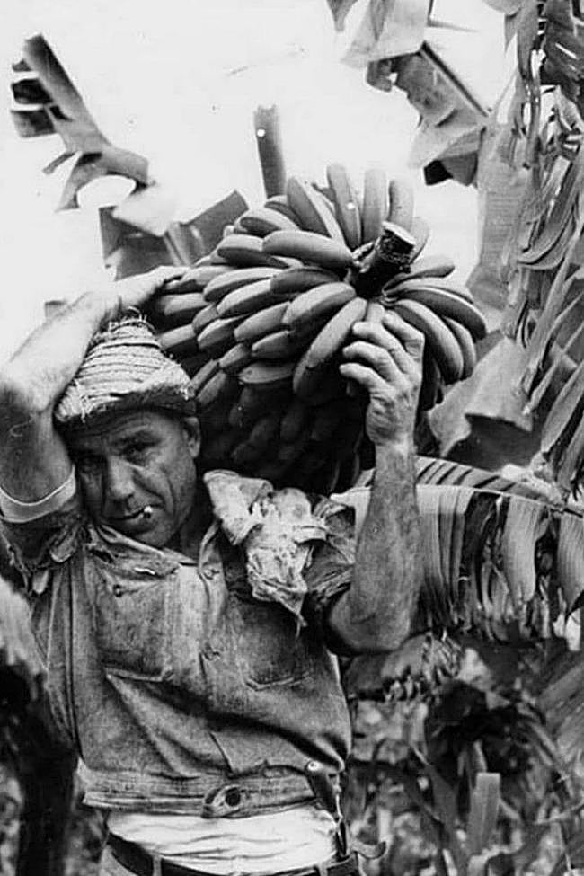 El duro trabajo del plátano