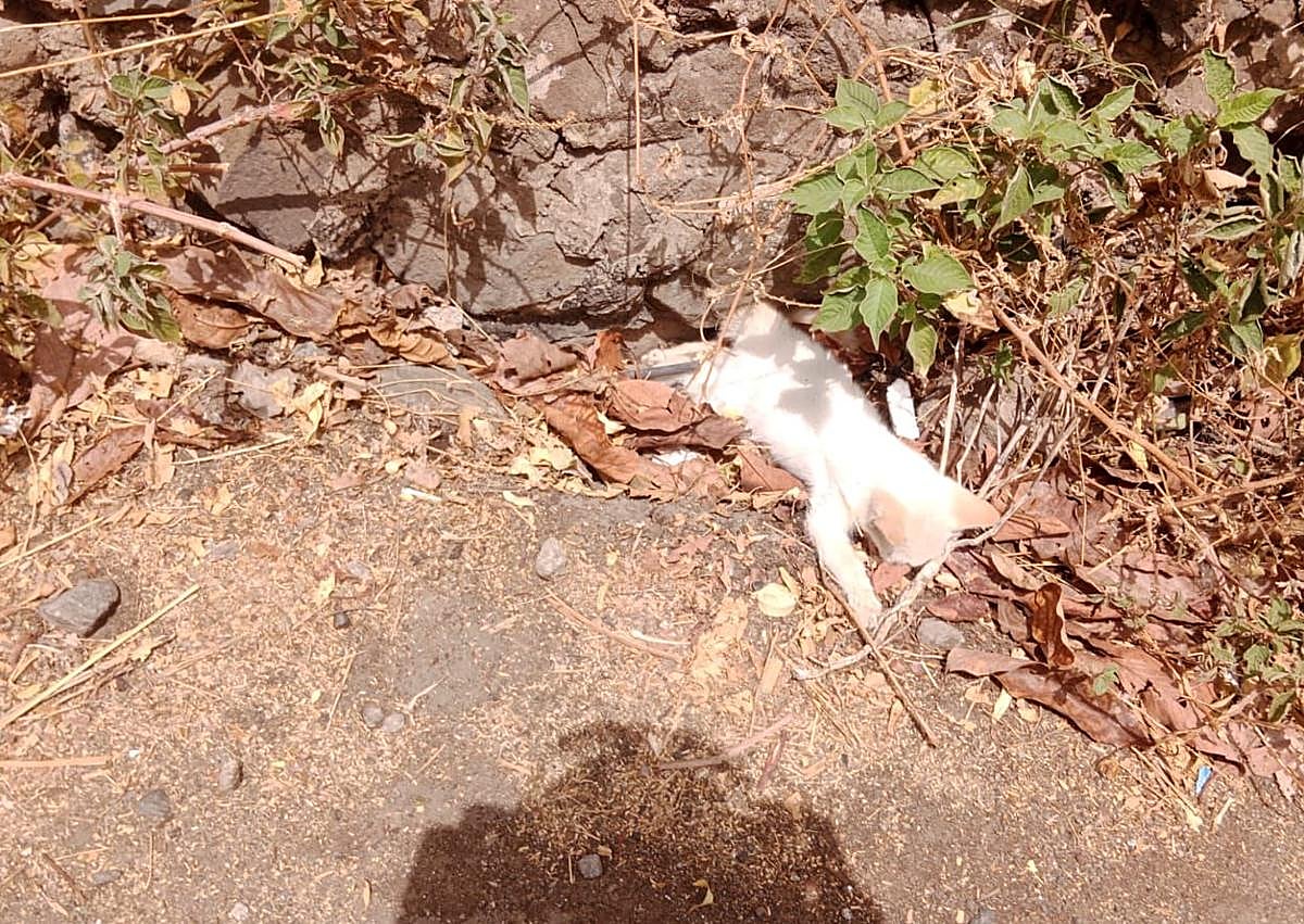 Imagen secundaria 1 - Hallan varios gatos muertos en la Era de Mota con síntomas de un posible envenenamiento