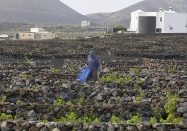 Viticultores de las islas recurrirán al TSJC las medidas del Gobierno canario contra la filoxera