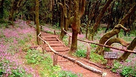 Sendero en La Gomera.