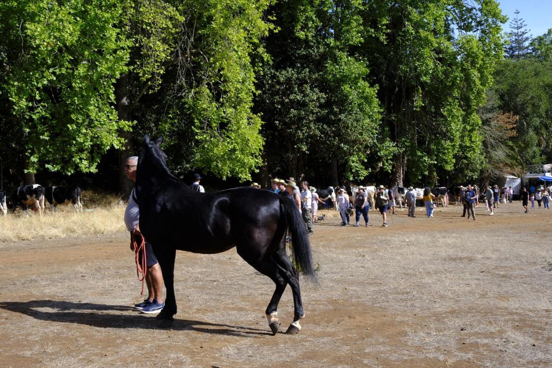 Más de 300 animales y cientos de visitantes celebran el mundo ganadero en Teror