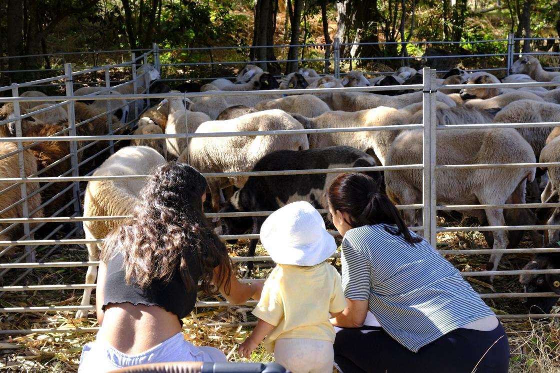 Más de 300 animales y cientos de visitantes celebran el mundo ganadero en Teror