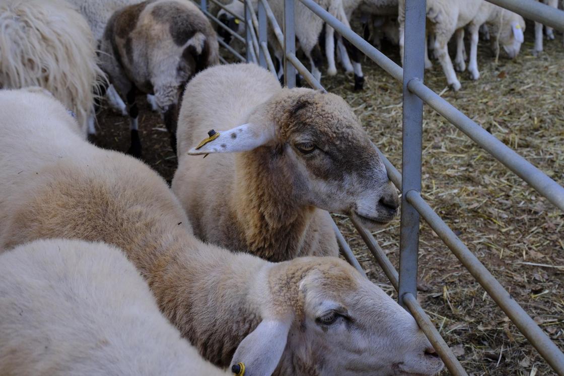 Más de 300 animales y cientos de visitantes celebran el mundo ganadero en Teror