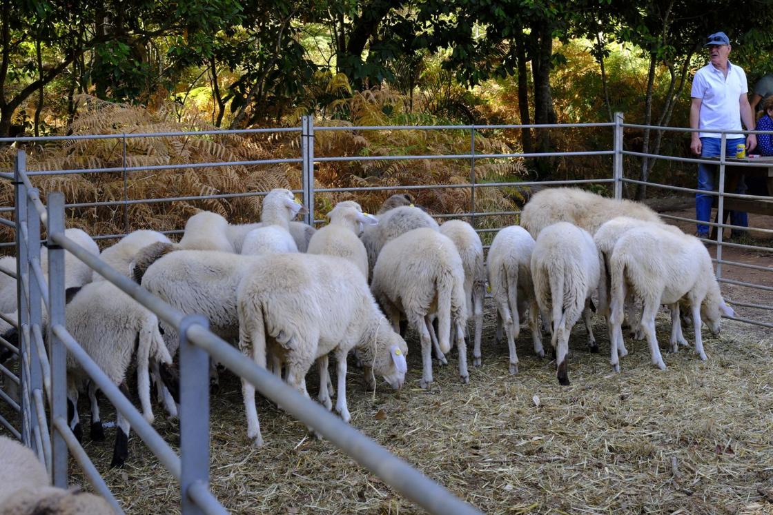 Más de 300 animales y cientos de visitantes celebran el mundo ganadero en Teror