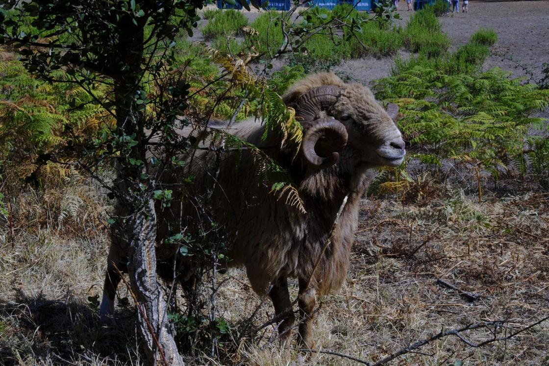 Más de 300 animales y cientos de visitantes celebran el mundo ganadero en Teror