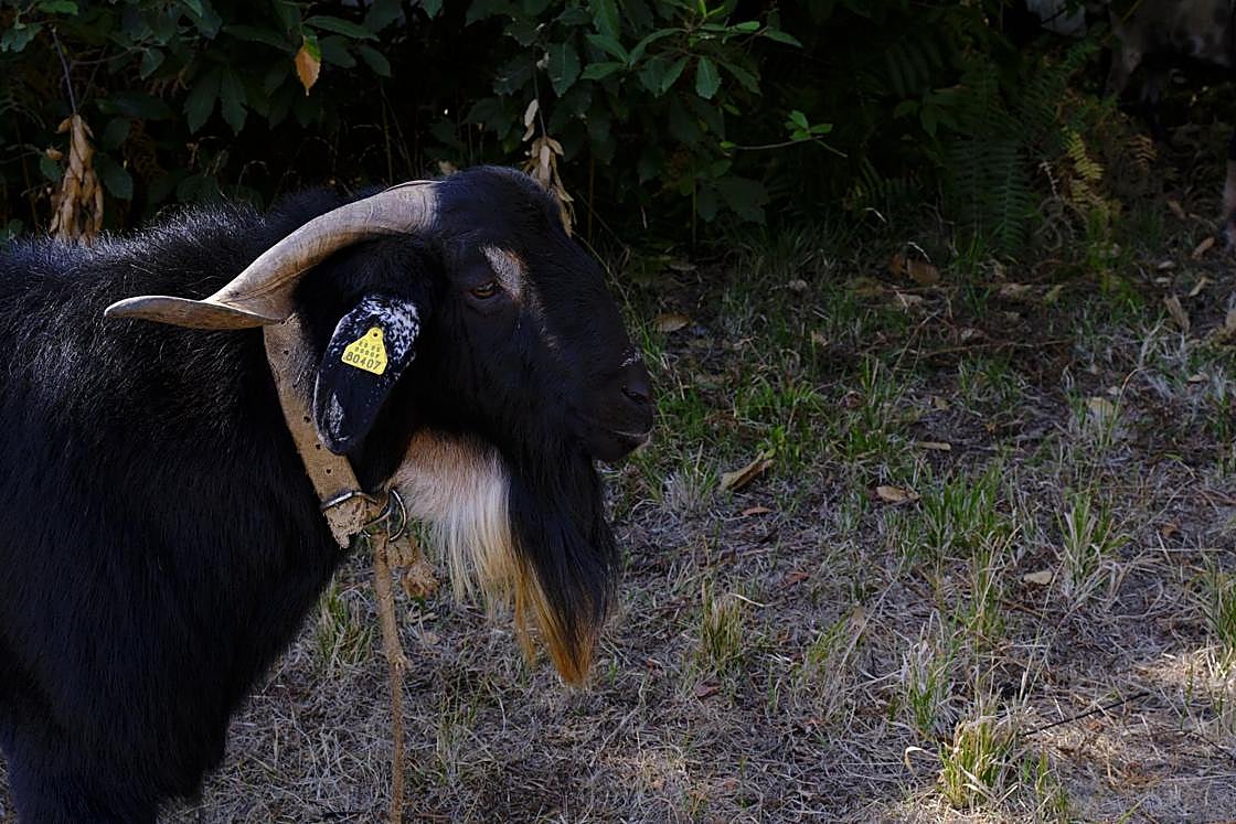Más de 300 animales y cientos de visitantes celebran el mundo ganadero en Teror