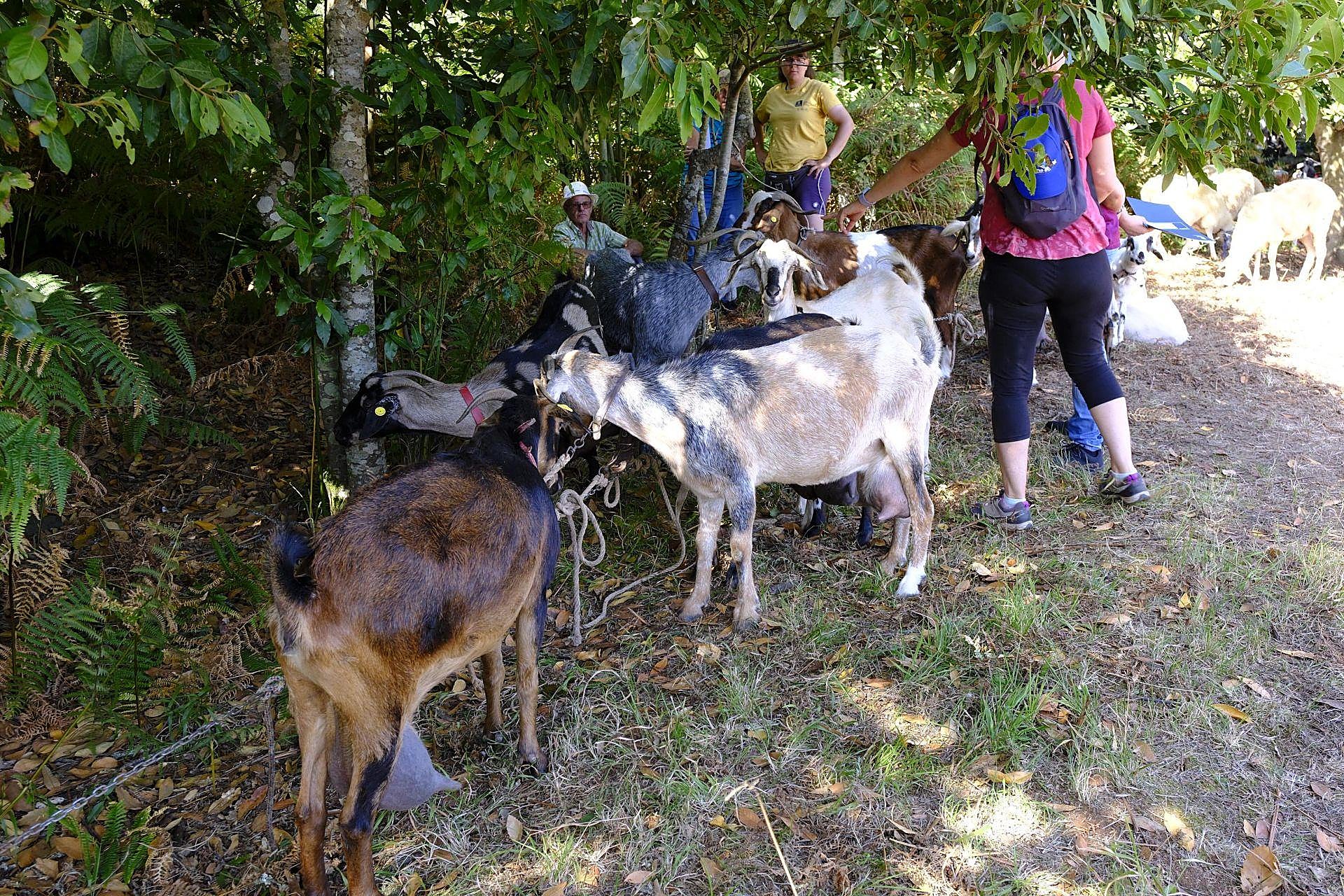 Más de 300 animales y cientos de visitantes celebran el mundo ganadero en Teror