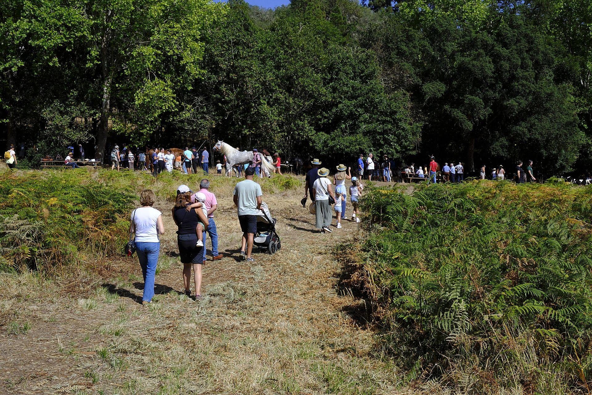 Más de 300 animales y cientos de visitantes celebran el mundo ganadero en Teror