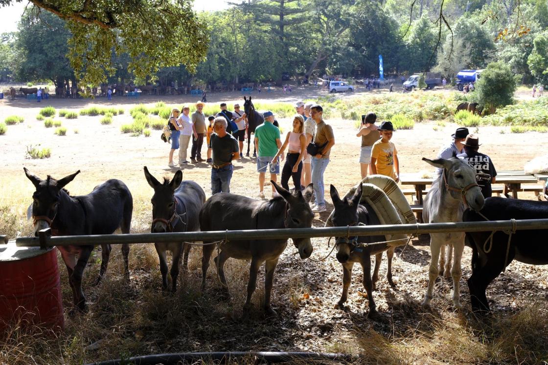 Más de 300 animales y cientos de visitantes celebran el mundo ganadero en Teror