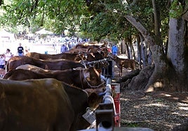 Más de 300 animales y cientos de visitantes celebran el mundo ganadero en Teror