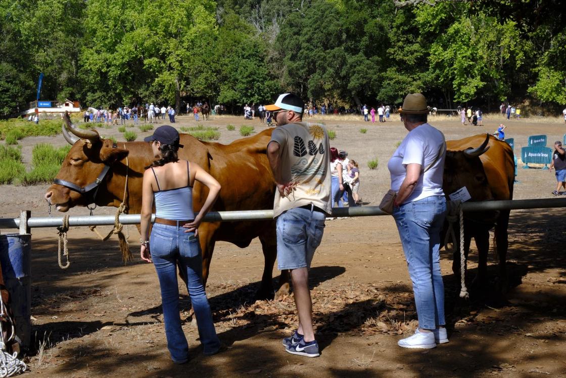 Más de 300 animales y cientos de visitantes celebran el mundo ganadero en Teror