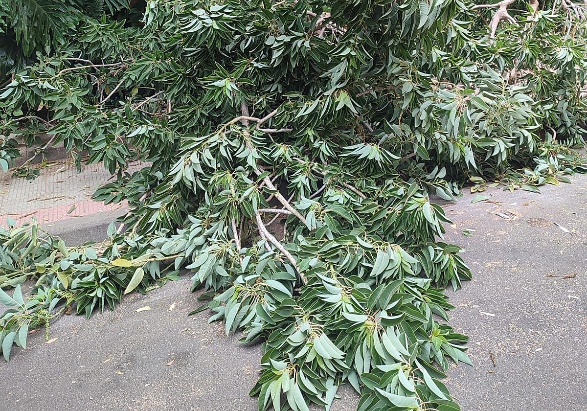 Ramas caídas sobre la acera en una calle del barrio.
