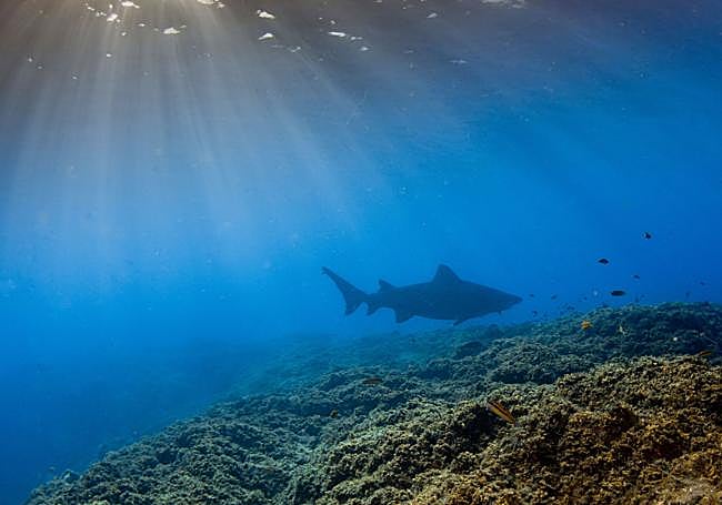 Imagen del ejemplar de tiburón solrayo avistado en El Hierro.